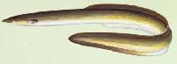 Eel Fish Frozen 12-36 Inches In Length, Weight : 0.5-3 Pounds