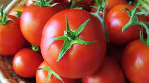 Fresh tomato, Origin : Organic Farm