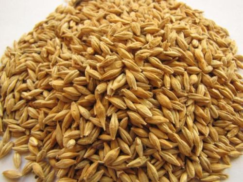 Barley Seeds