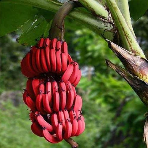 Fresh Red Banana