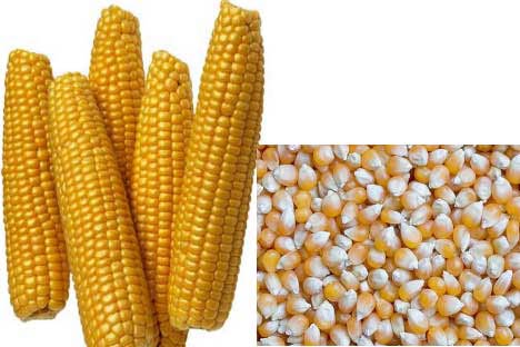 Hybrid Yellow Maize Seeds