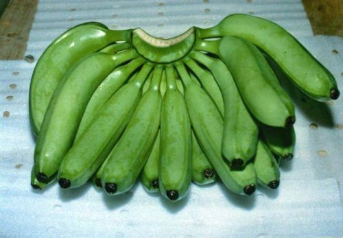 Fresh Green Cavendish Bananas