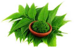 Neem Leaves Powder