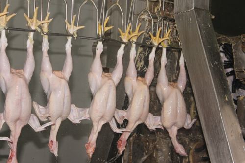 Frozen Whole Chicken, Usage : Restaurant