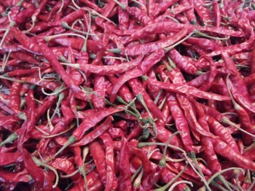 Fringe Spice Red Chilli (S-4)
