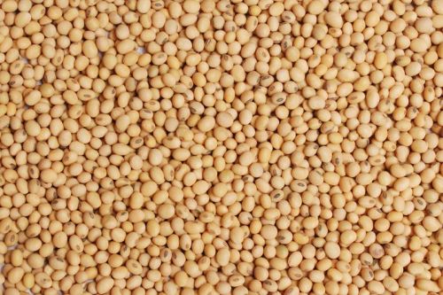 Sorghum Seeds, Packaging Type : Bulk