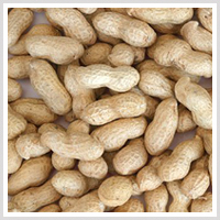 Ground nut, Varieties : Bold