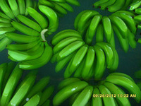 Fresh Cavendish Banana