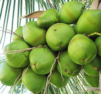 Fresh Green Coconut