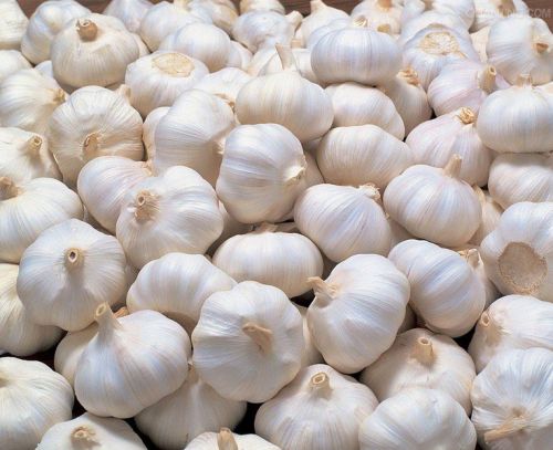 Common Fresh Garlic, For Cooking, Feature : Dairy Free, Gluten Free