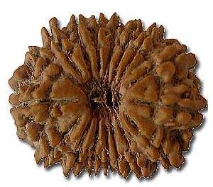 Natural Wood Beads 17 Mukhi Rudraksha, For Religious, Variety : 1-5Mukhi