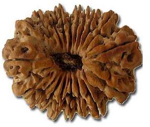 Natural Wood Beads 19 Mukhi Rudraksha, For Religious, Variety : 1-5Mukhi