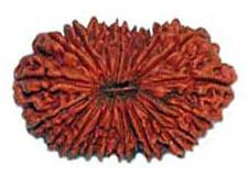 Natural Wood Beads 21 Mukhi Rudraksha, For Religious, Variety : 1-5Mukhi