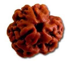 Natural Wood Beads 3 Mukhi Rudraksha, For Religious, Variety : 1-5Mukhi