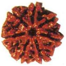Natural Wood Beads 7 Mukhi Rudraksha, For Religious, Variety : 5-10Mukhi