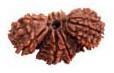 Natural Wood Beads Trijuti Rudraksha, For Religious, Variety : 1-5Mukhi