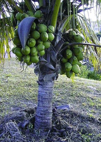 Coconut Plants