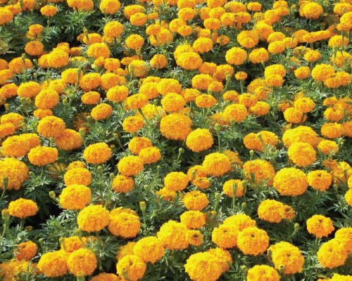 Fresh Marigold Flower