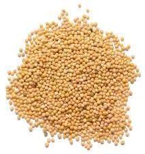 Mustard Seed
