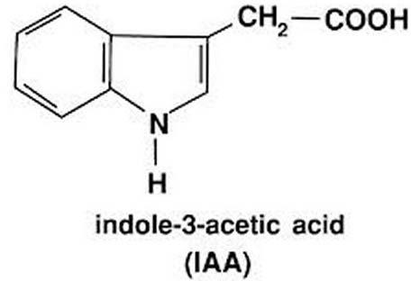 Indole-3-Acetic Acid