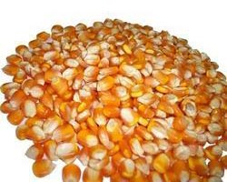 Yellow maize seeds, Moisture Ratio : 12%