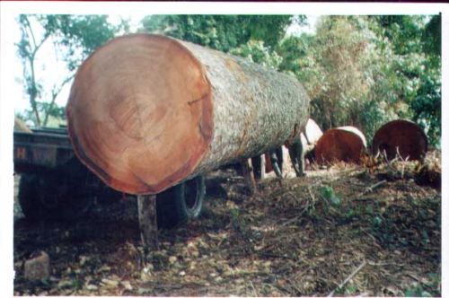 Hardwood Logs