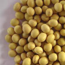 Organic Soybean Seeds, For Human Consumption, Style : Natural