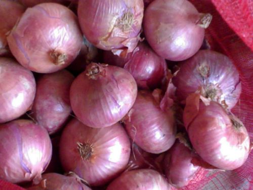 Fresh red onion For Human Consumption