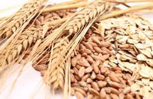 Wheat seeds, Material : Wheat