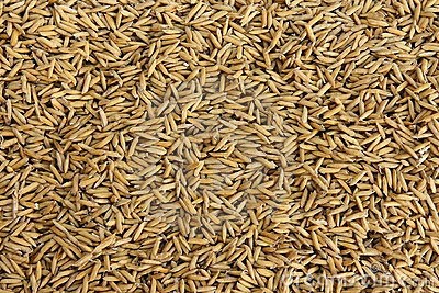 Hard Organic Rice Husk, For Human Consumption, Feature : High In Protein, Low In Fat