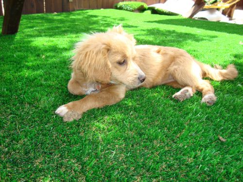 Artificial Grass For Pets