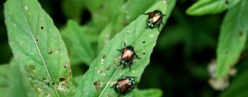 Garden Control Service