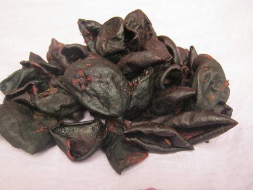 Kokum (Garcinia Indica)