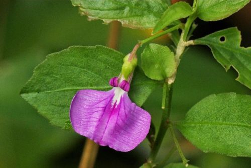 Ratna Purush Powder (Hybanthus Enneaspermus)