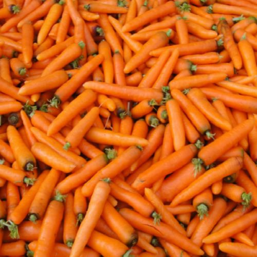 Carrot