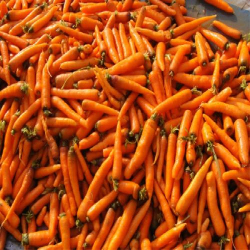 Best Quality Fresh Carrot