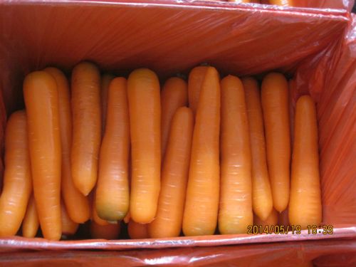 Carrot
