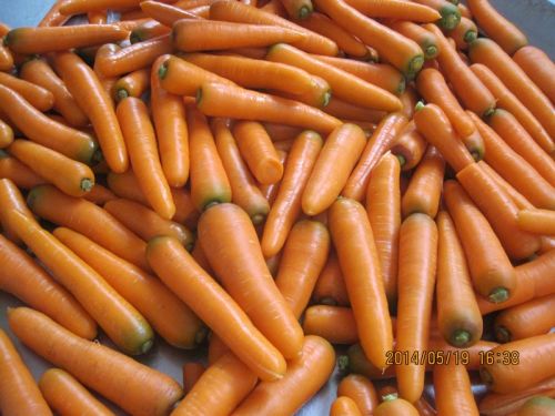 Fresh carrot, Quality : A Grade