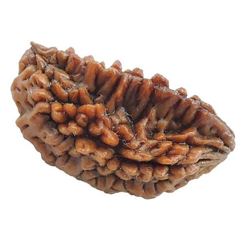 A1005-02 Natural Eka 1 Mukhi Rudraksha