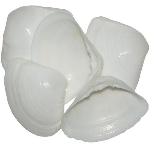 Natural Smooth Sea Shell