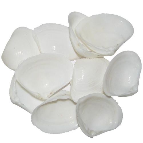 Natural Smooth Sea Shell Kadal Chippi WhiteNatural Smooth Sea Shell Kadal Chippi White Samudrapu Gav