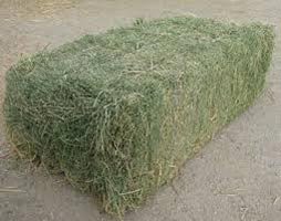Alfalfa Hay Pellets
