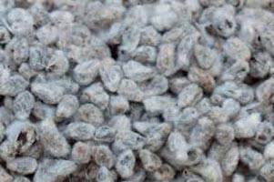 Cotton seeds, Packaging Size : 25-50kg