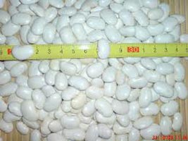 White kidney beans, Storage : Cool, Dry Place