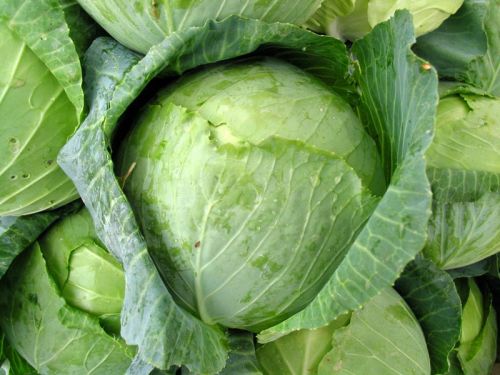 Fresh Cabbage