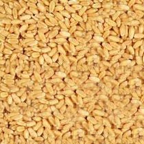 Wheat Seeds