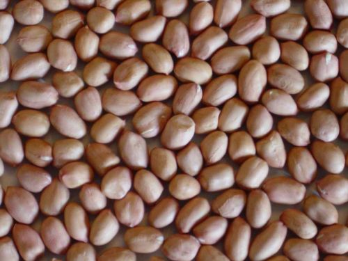 Groundnut kernels
