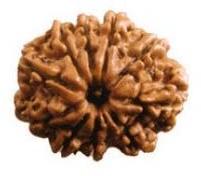 10 Mukhi Rudraksha Beads