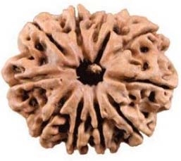 11 Mukhi Rudraksha Beads
