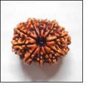 11 Mukhi Nepali Rudraksha Beads